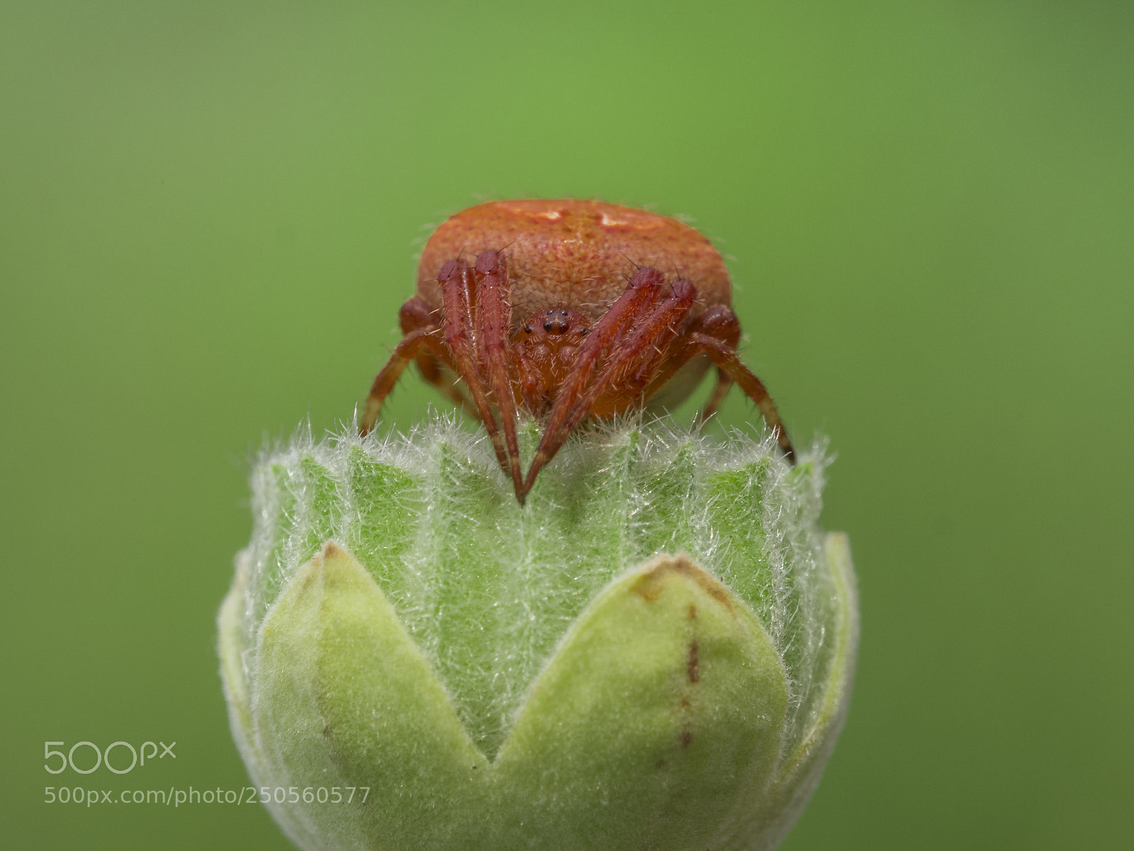 Olympus PEN-F sample photo. Crab spider photography