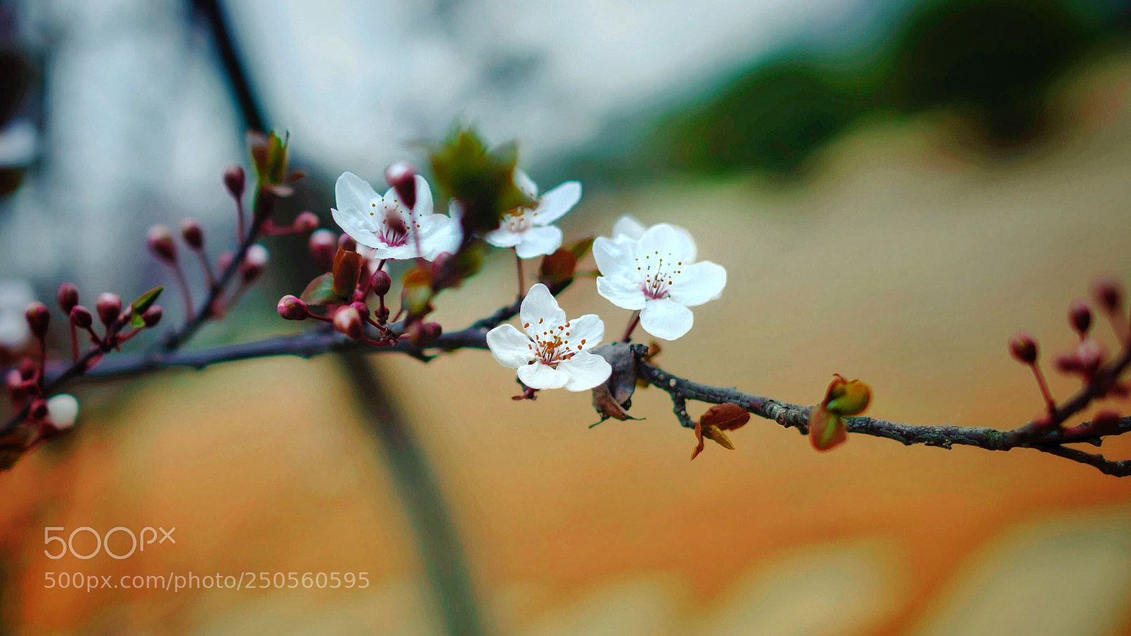 Nikon D5000 sample photo. Untitled photography
