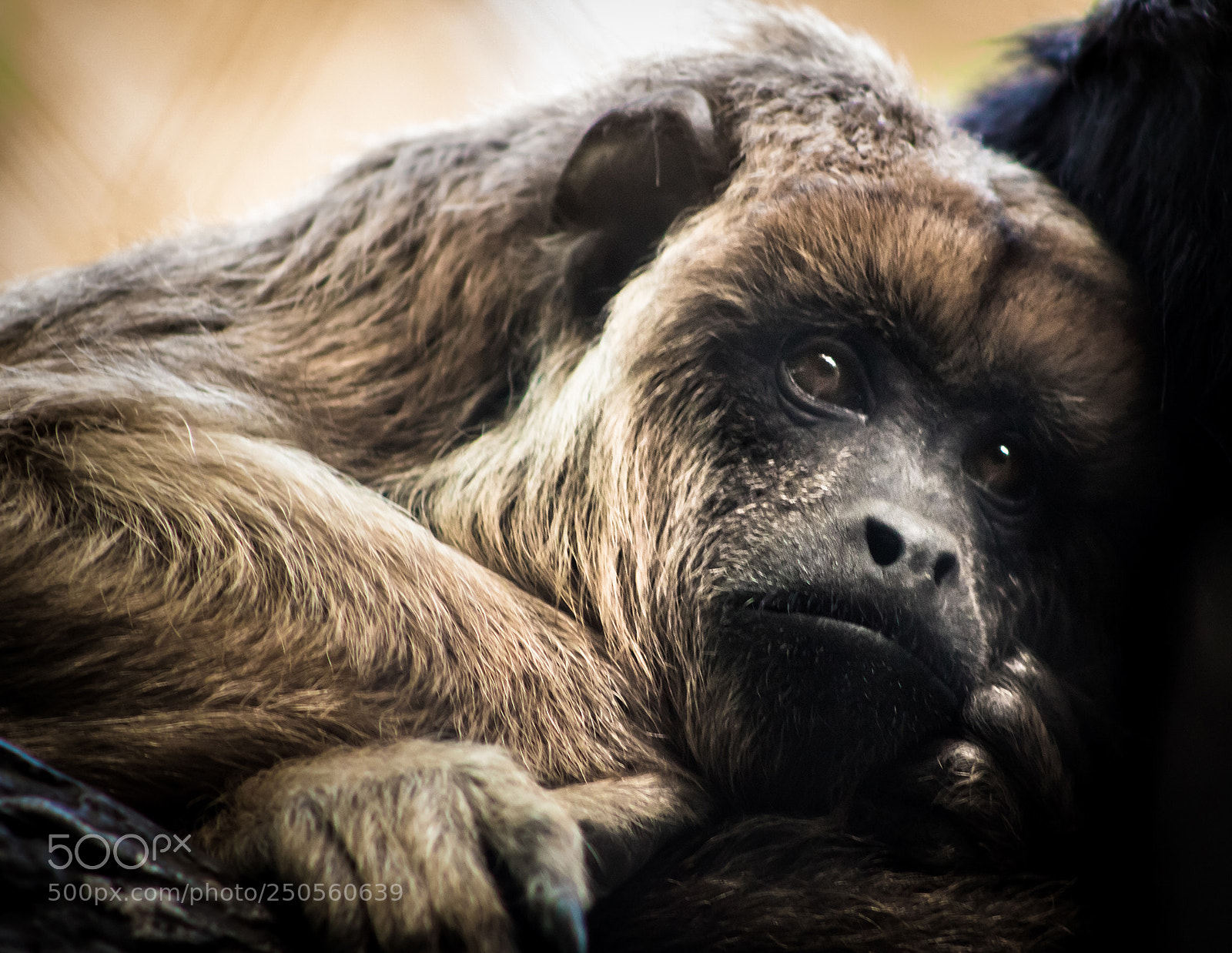 Canon EOS 750D (EOS Rebel T6i / EOS Kiss X8i) sample photo. Baby monkey photography