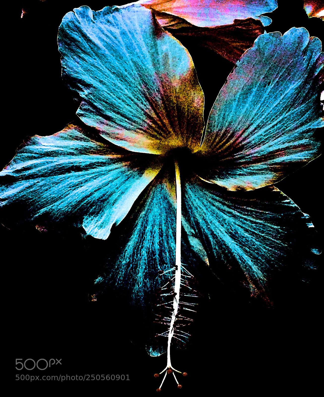 Apple iPhone 5s sample photo. Hibiscus  photography