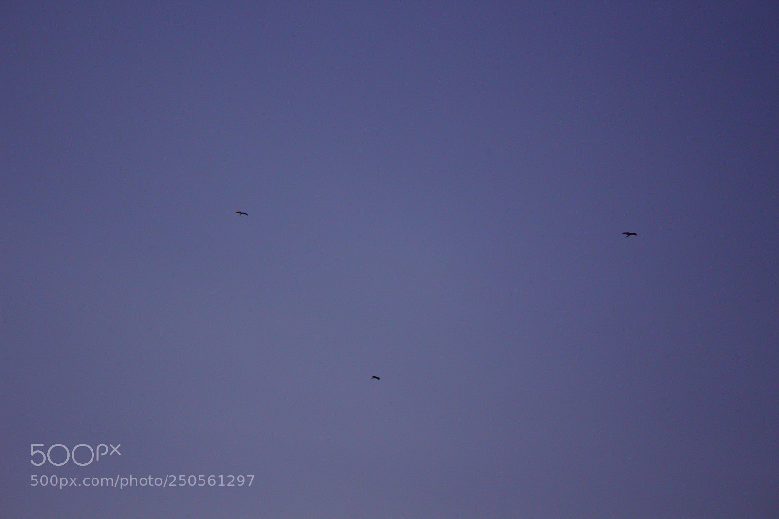 Canon EOS 1200D (EOS Rebel T5 / EOS Kiss X70 / EOS Hi) sample photo. Three birds in a photography