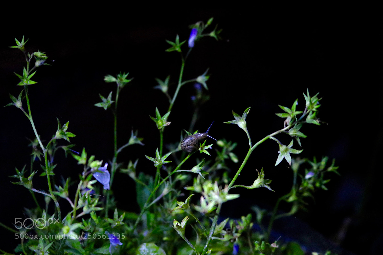 Canon EOS 750D (EOS Rebel T6i / EOS Kiss X8i) sample photo. Flower photography