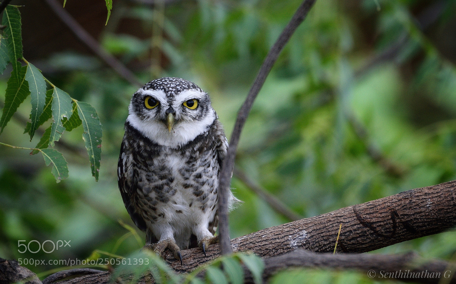 Nikon D5300 sample photo. Spotted owlet photography