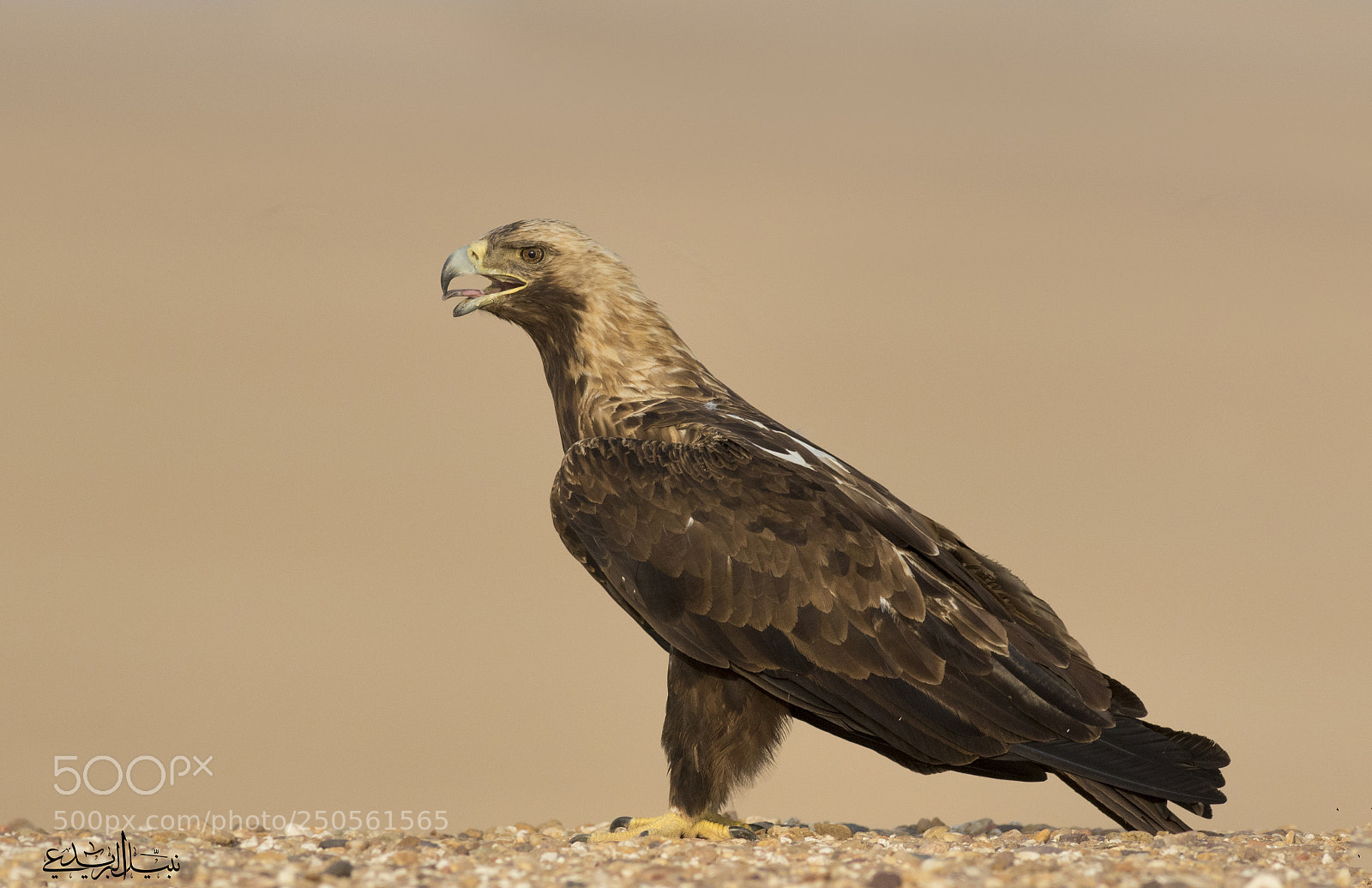 Canon EOS 7D Mark II sample photo. Eagle photography