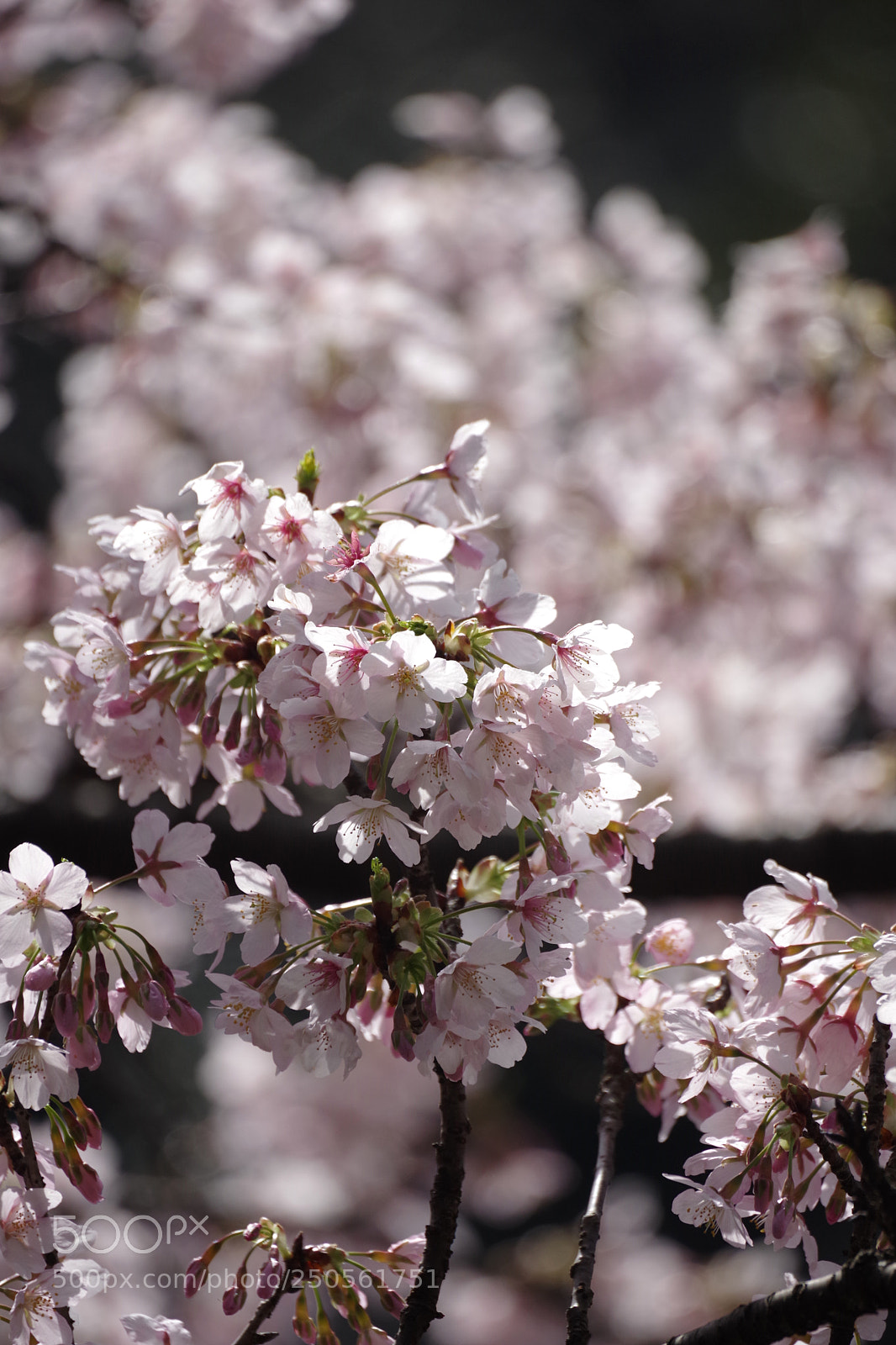 Pentax K-70 sample photo. Sakura 2018 #3 photography