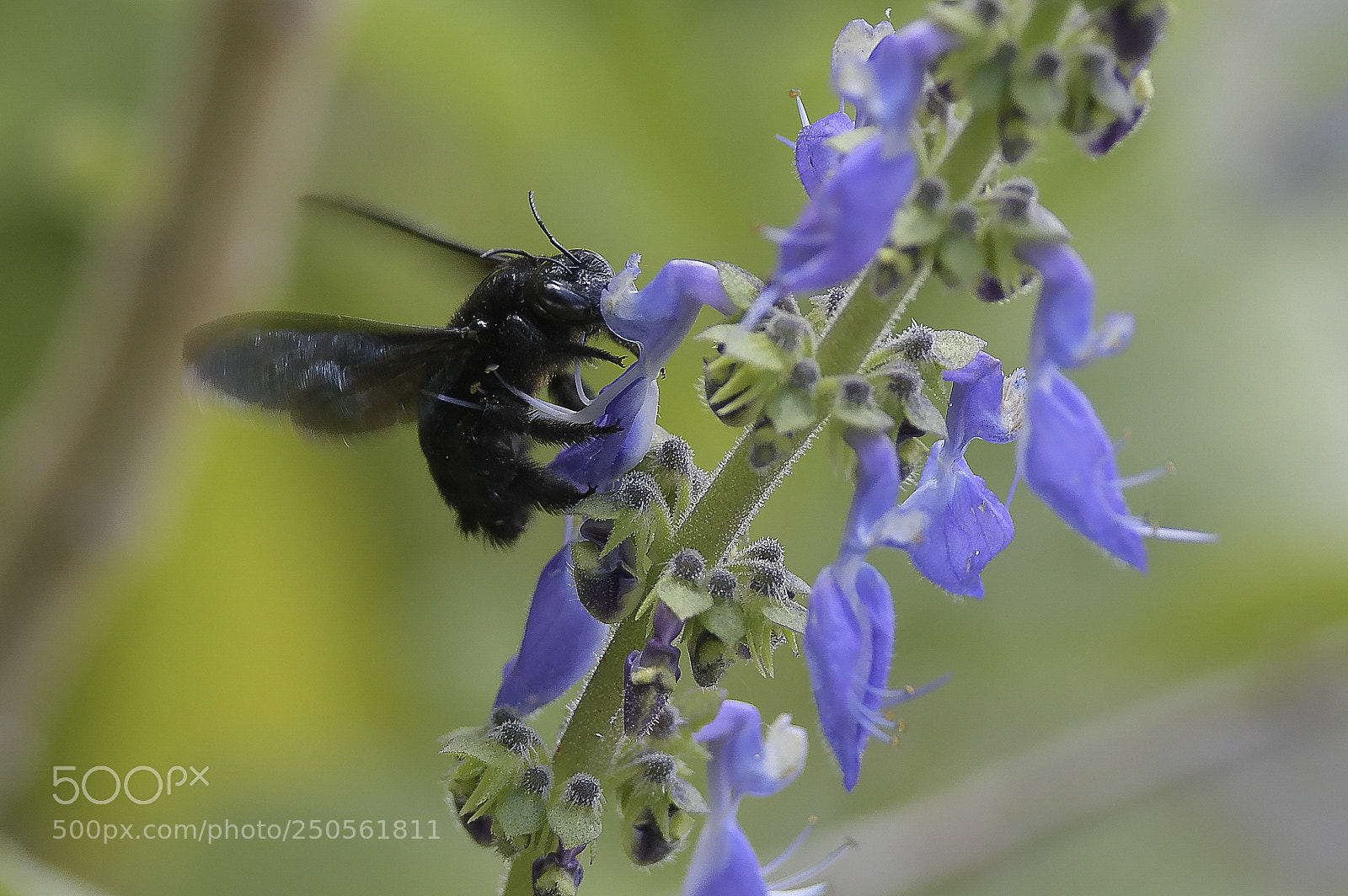 Nikon D500 sample photo. Bee photography