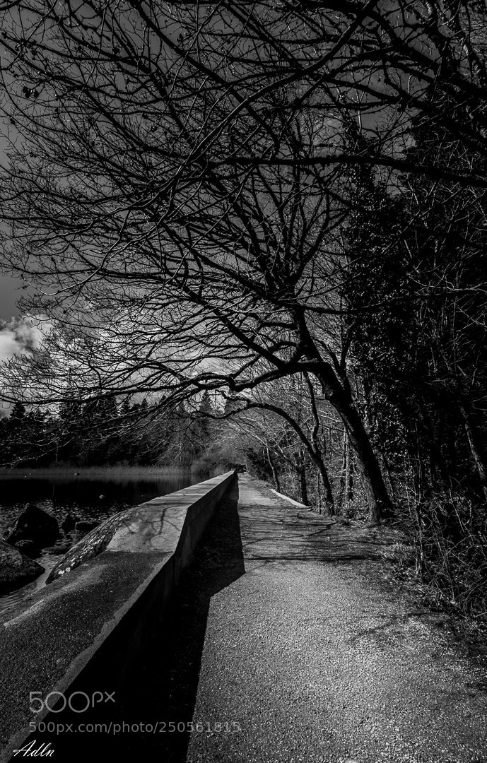 Canon EOS 70D sample photo. The way forward illuminates photography