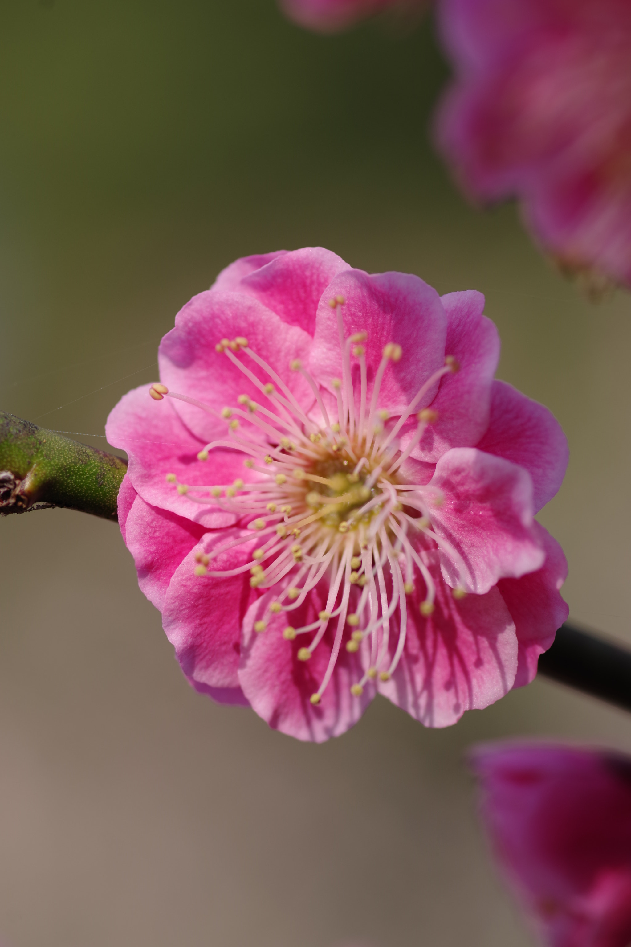 Pentax K-70 + Pentax smc D-FA 100mm F2.8 Macro WR sample photo. Ume 2018 #5 photography