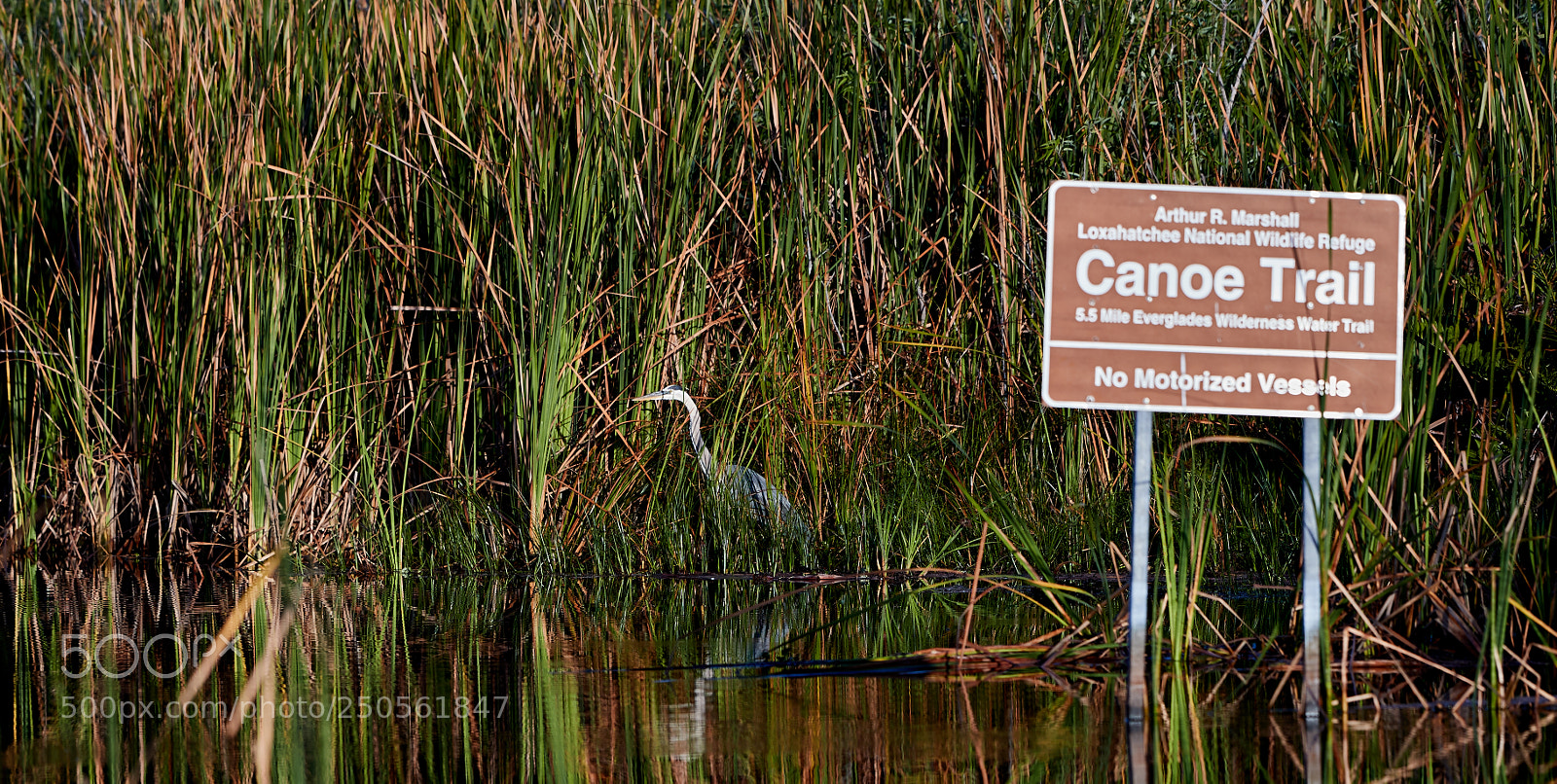 Canon EOS-1D X Mark II sample photo. 03-24-18-0009333.jpg photography