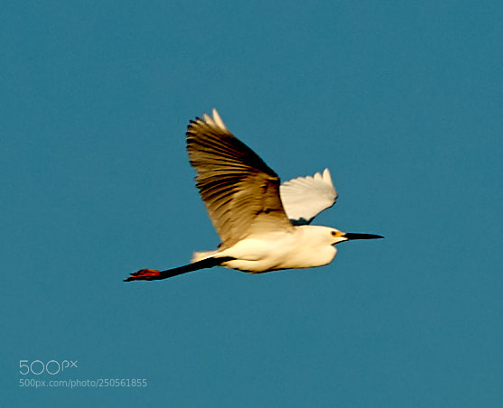 Canon EOS-1D X Mark II sample photo. 03-24-18-0009305.jpg photography