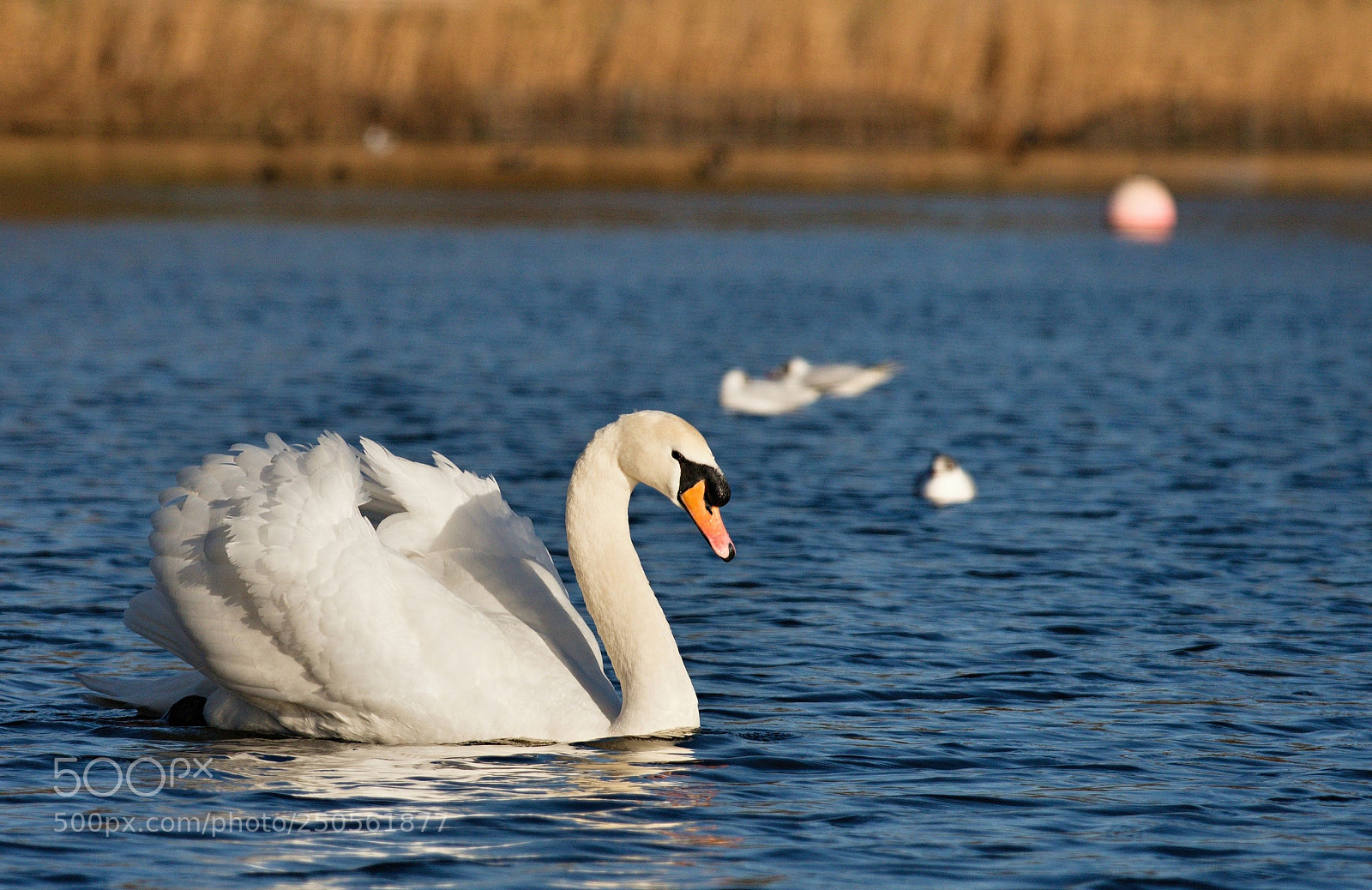 Nikon D610 sample photo. Mute swan photography