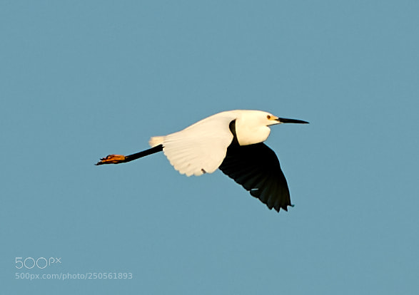 Canon EOS-1D X Mark II sample photo. 03-24-18-0009304.jpg photography