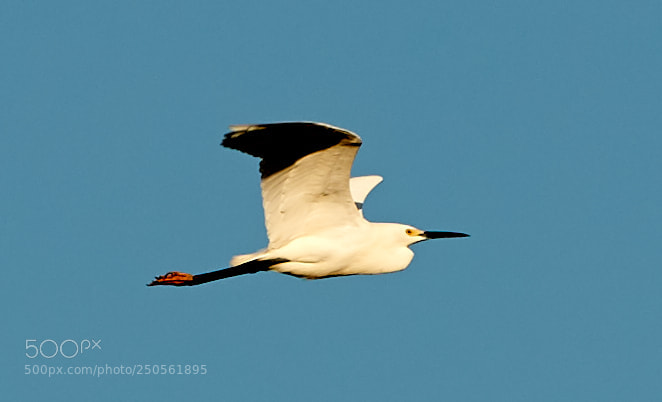 Canon EOS-1D X Mark II sample photo. 03-24-18-0009303.jpg photography