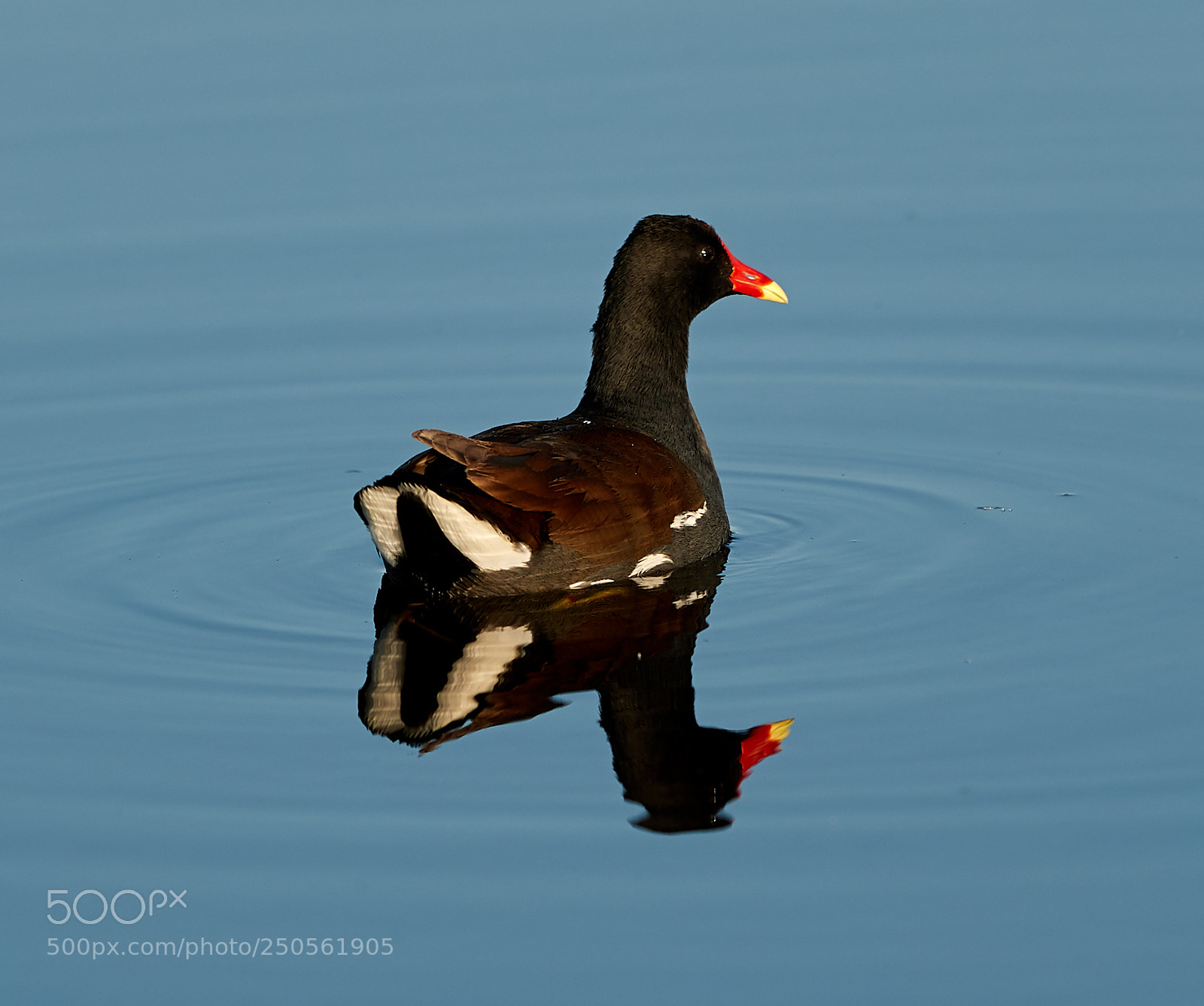 Canon EOS-1D X Mark II sample photo. 03-24-18-0009260.jpg photography