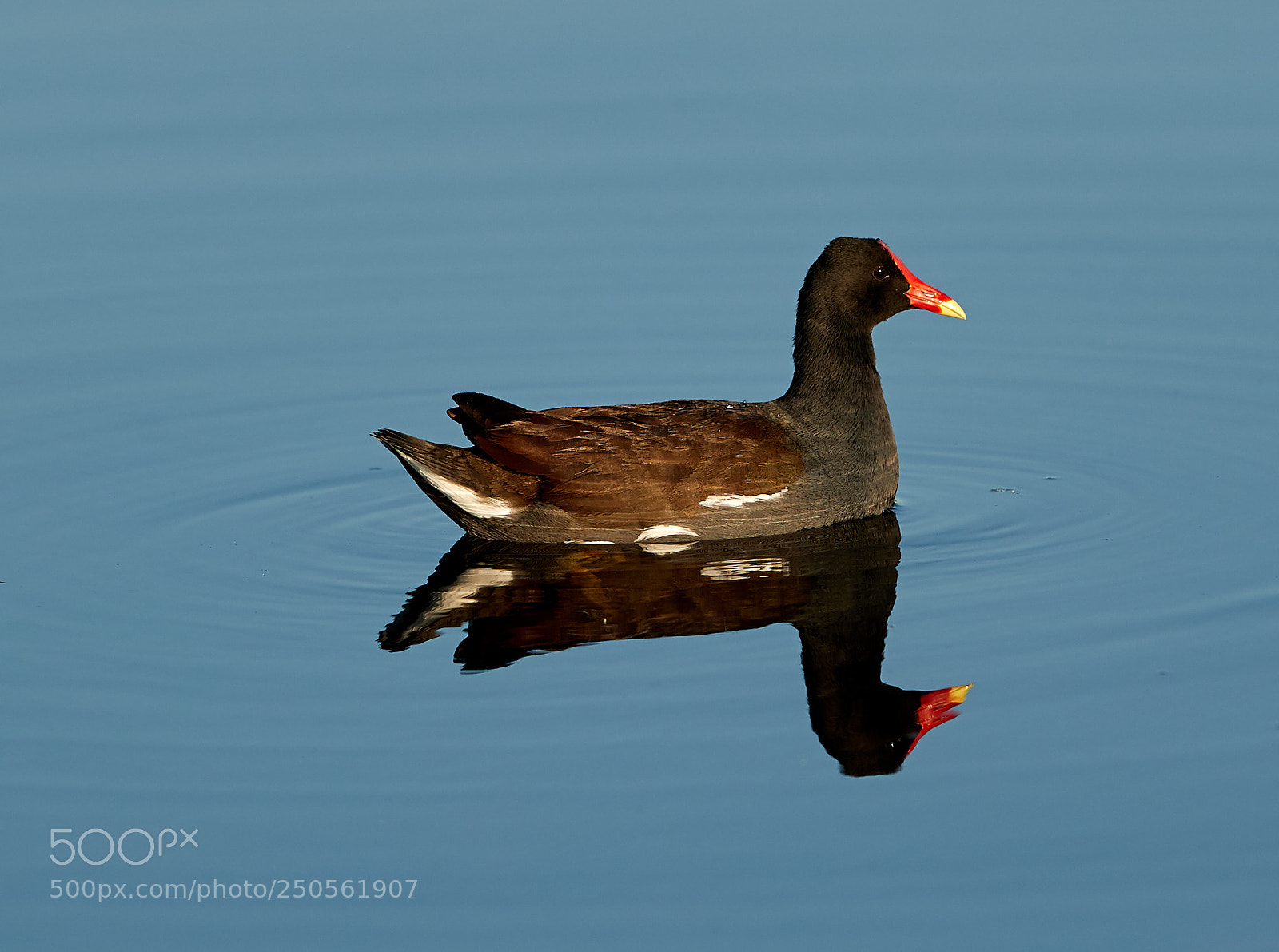 Canon EOS-1D X Mark II sample photo. 03-24-18-0009259.jpg photography