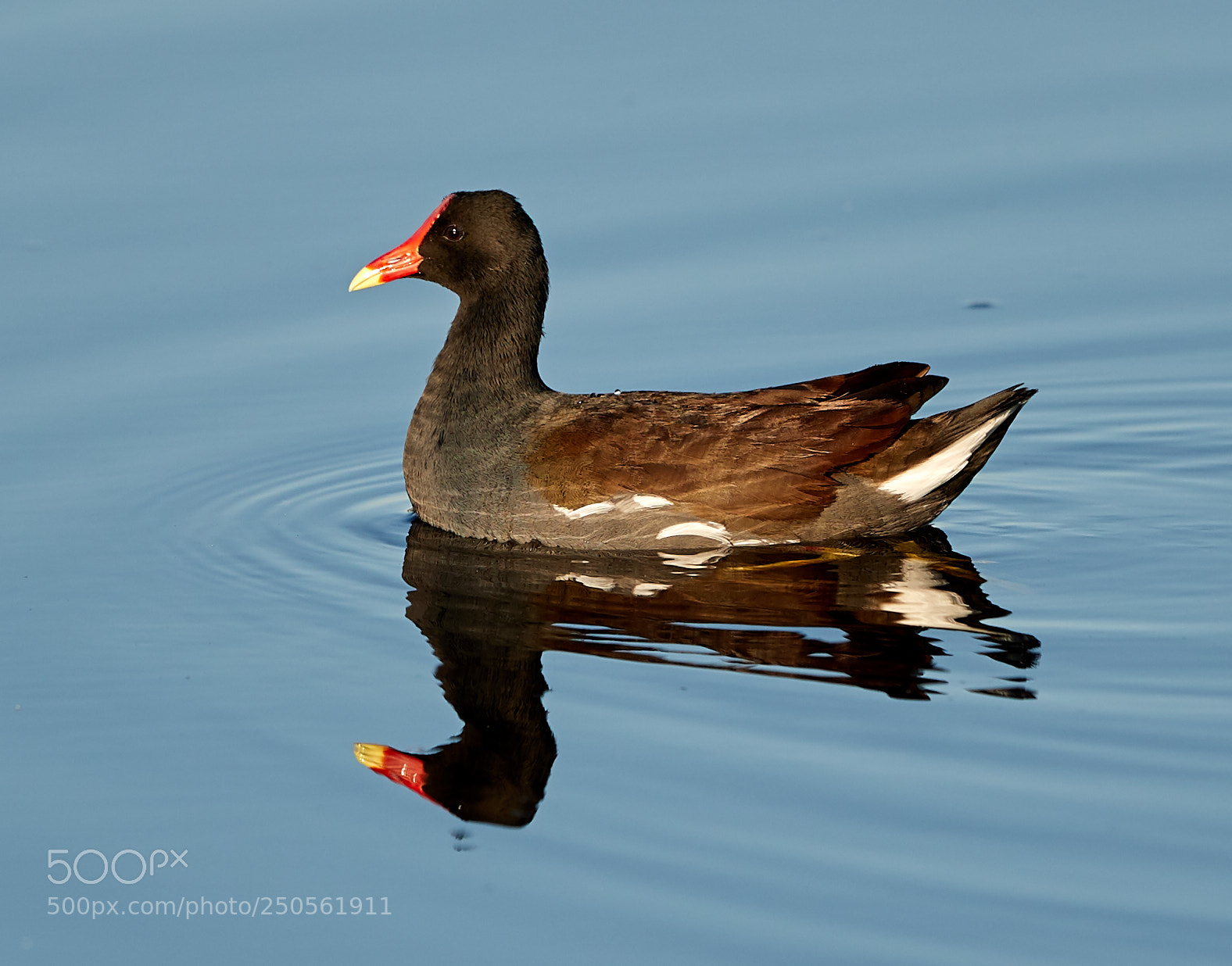 Canon EOS-1D X Mark II sample photo. 03-24-18-0009258.jpg photography