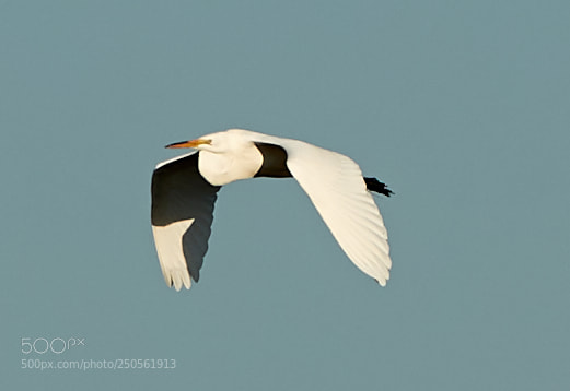Canon EOS-1D X Mark II sample photo. 03-24-18-0009257.jpg photography