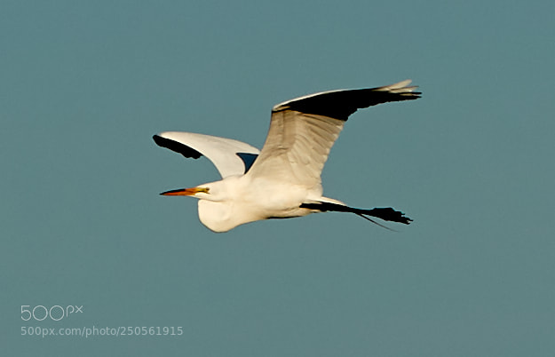 Canon EOS-1D X Mark II sample photo. 03-24-18-0009256.jpg photography