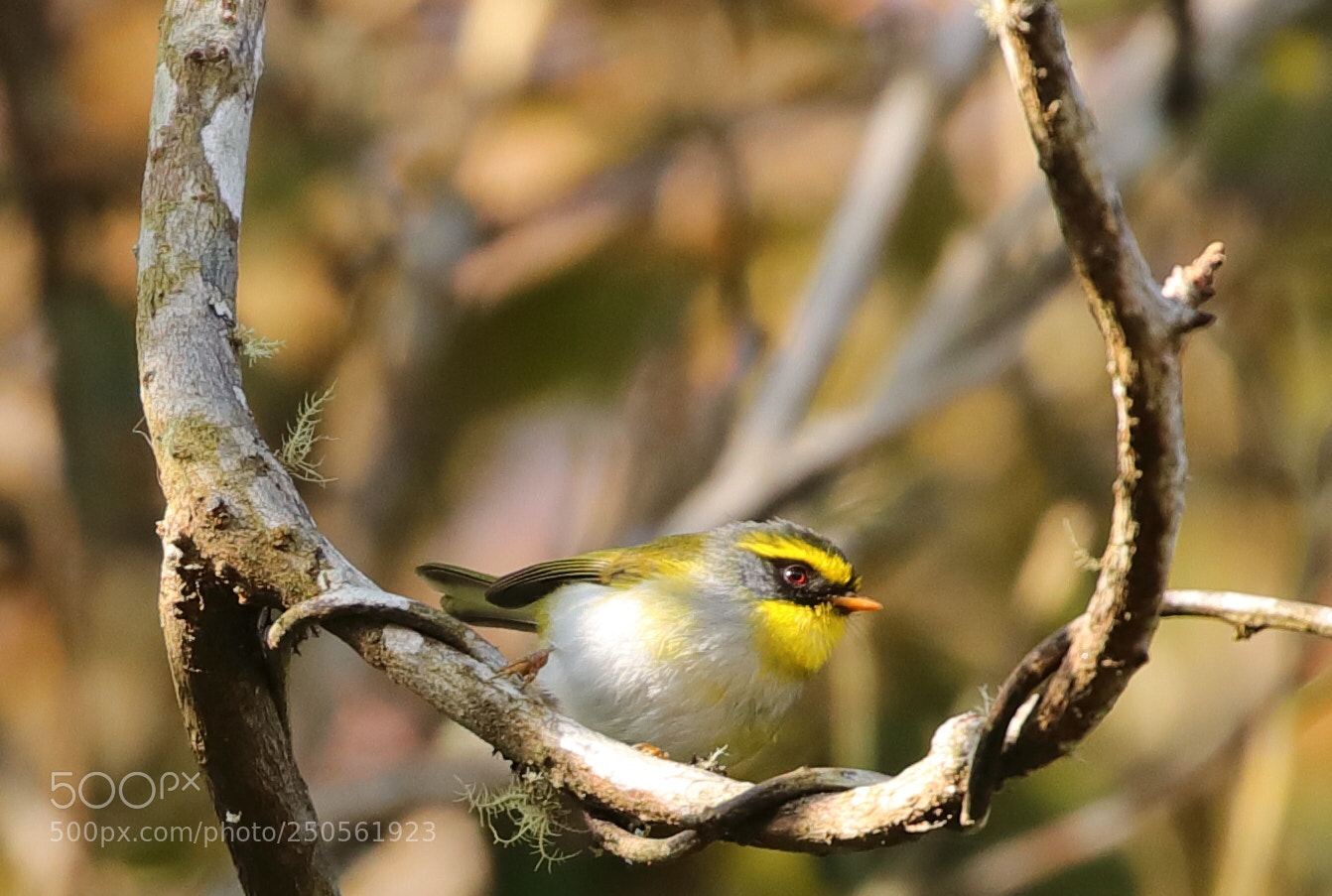 Canon EOS 5D Mark IV sample photo. Blacked faced warbler photography