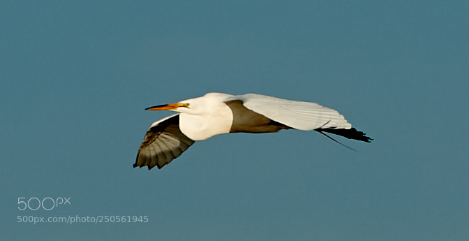 Canon EOS-1D X Mark II sample photo. 03-24-18-0009255.jpg photography