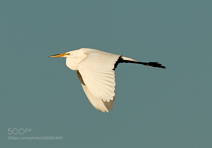 Canon EOS-1D X Mark II sample photo. 03-24-18-0009254.jpg photography