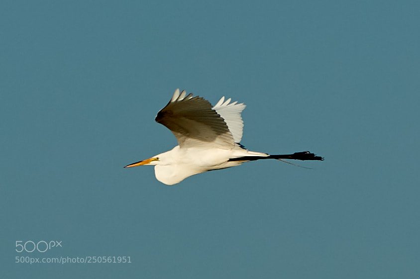 Canon EOS-1D X Mark II sample photo. 03-24-18-0009253.jpg photography