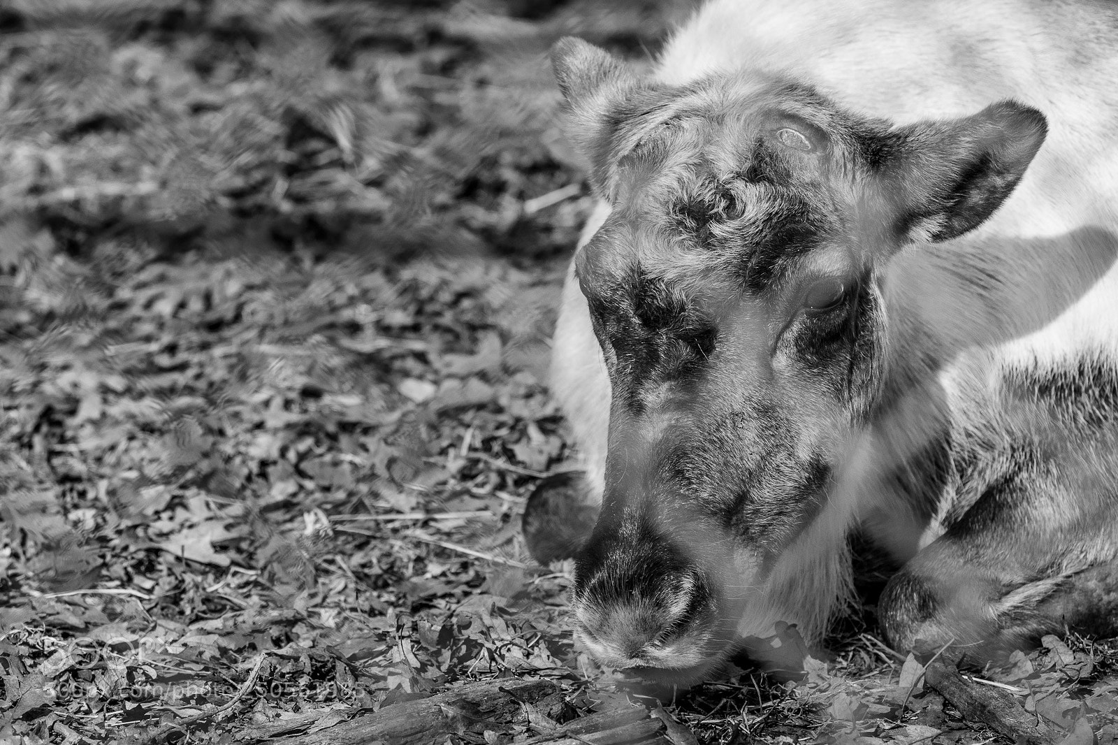 Olympus OM-D E-M1 Mark II sample photo. Whorls photography