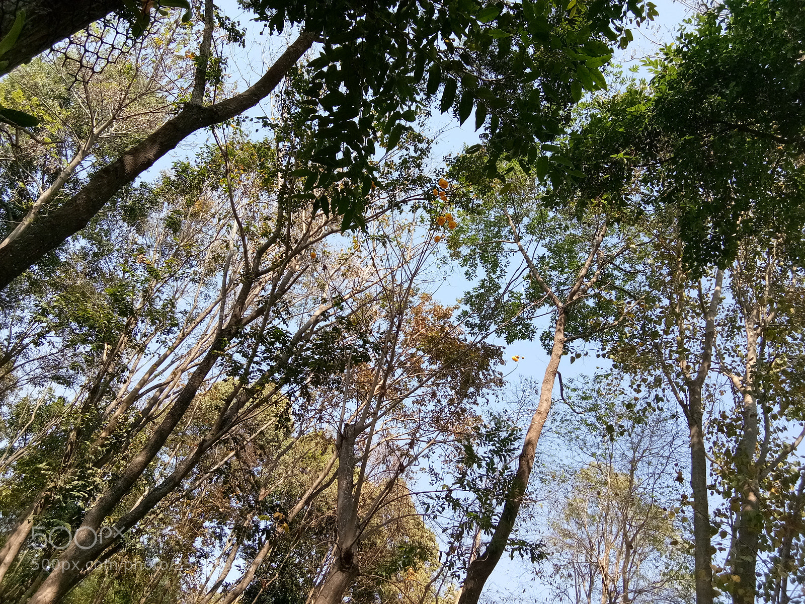 vivo 1601 sample photo. Untitled photography
