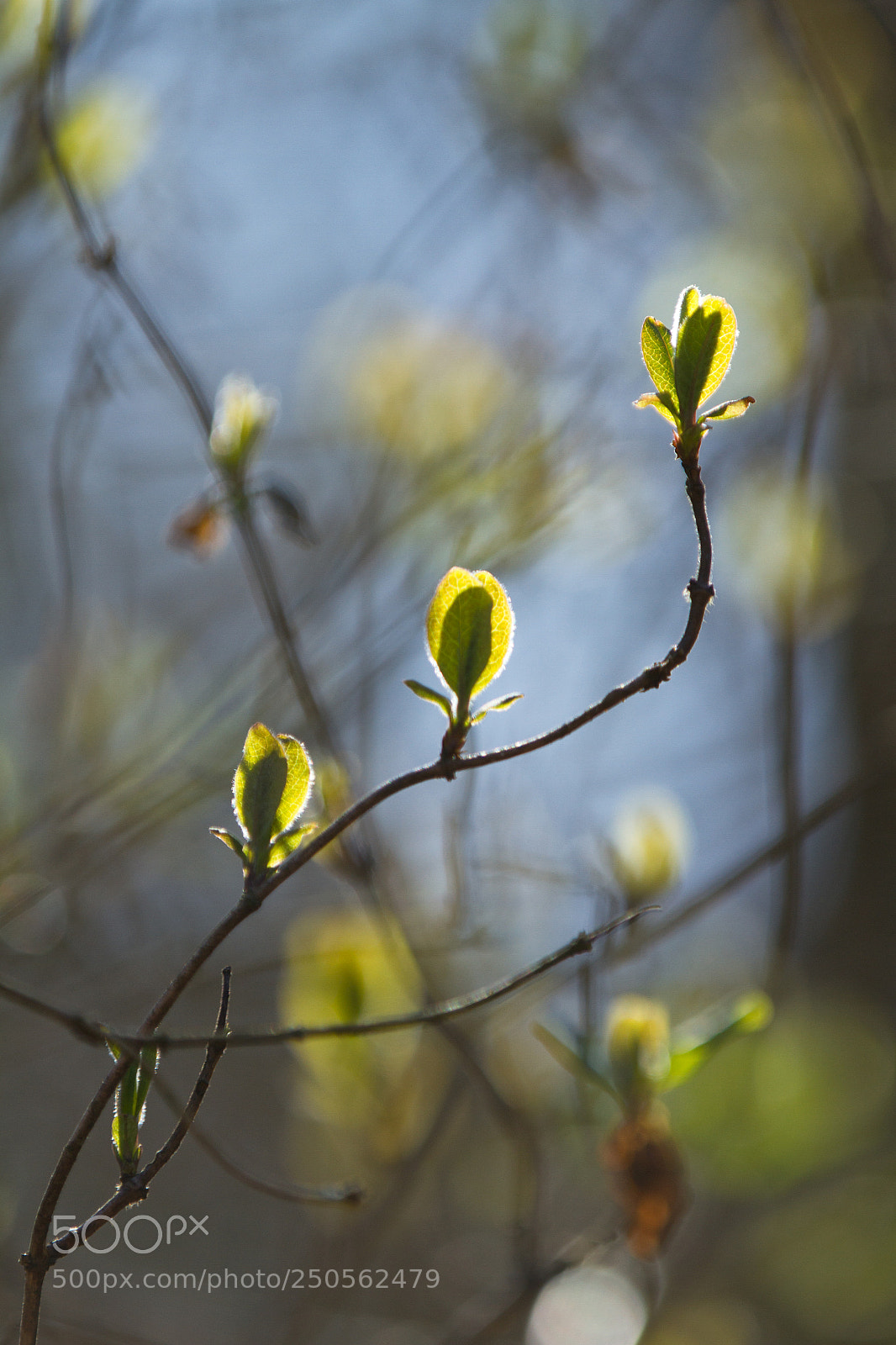 Canon EOS 7D sample photo. Spring photography