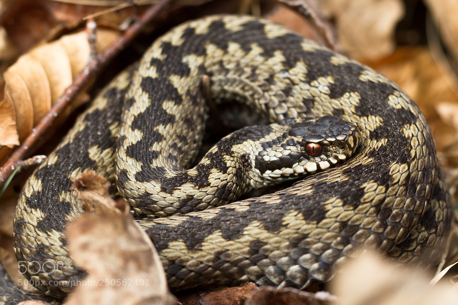 Canon EOS 7D sample photo. Adder photography
