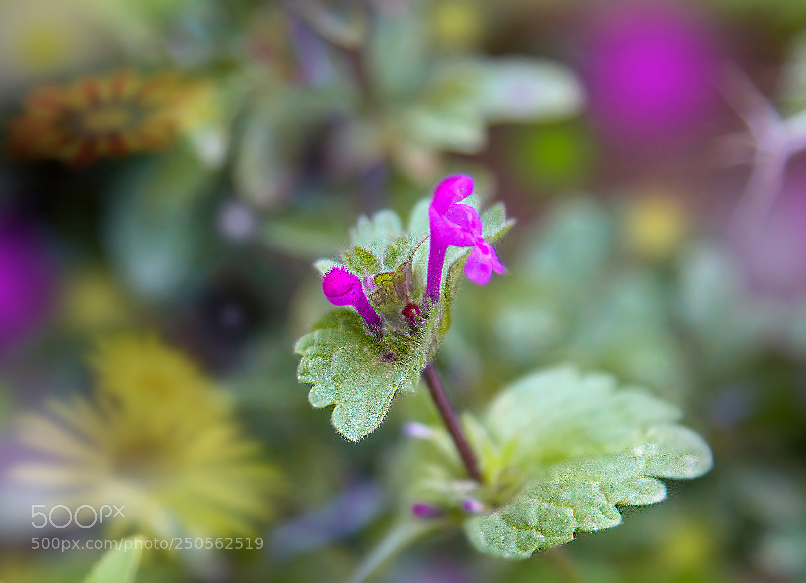 Canon EOS 5D Mark II sample photo. Flower photography