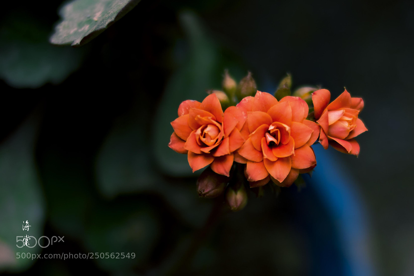 Nikon D5300 sample photo. Untitled photography
