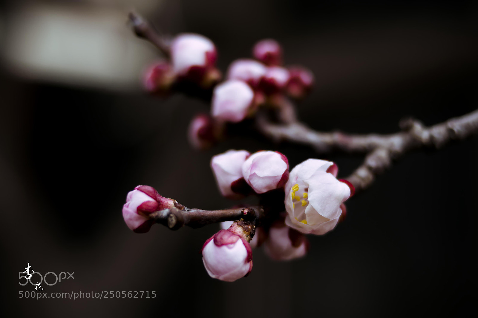 Nikon D5300 sample photo. 杏花 photography