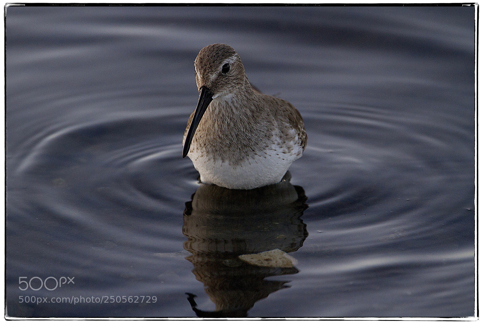 Canon EOS 7D sample photo. Sandpiper  photography