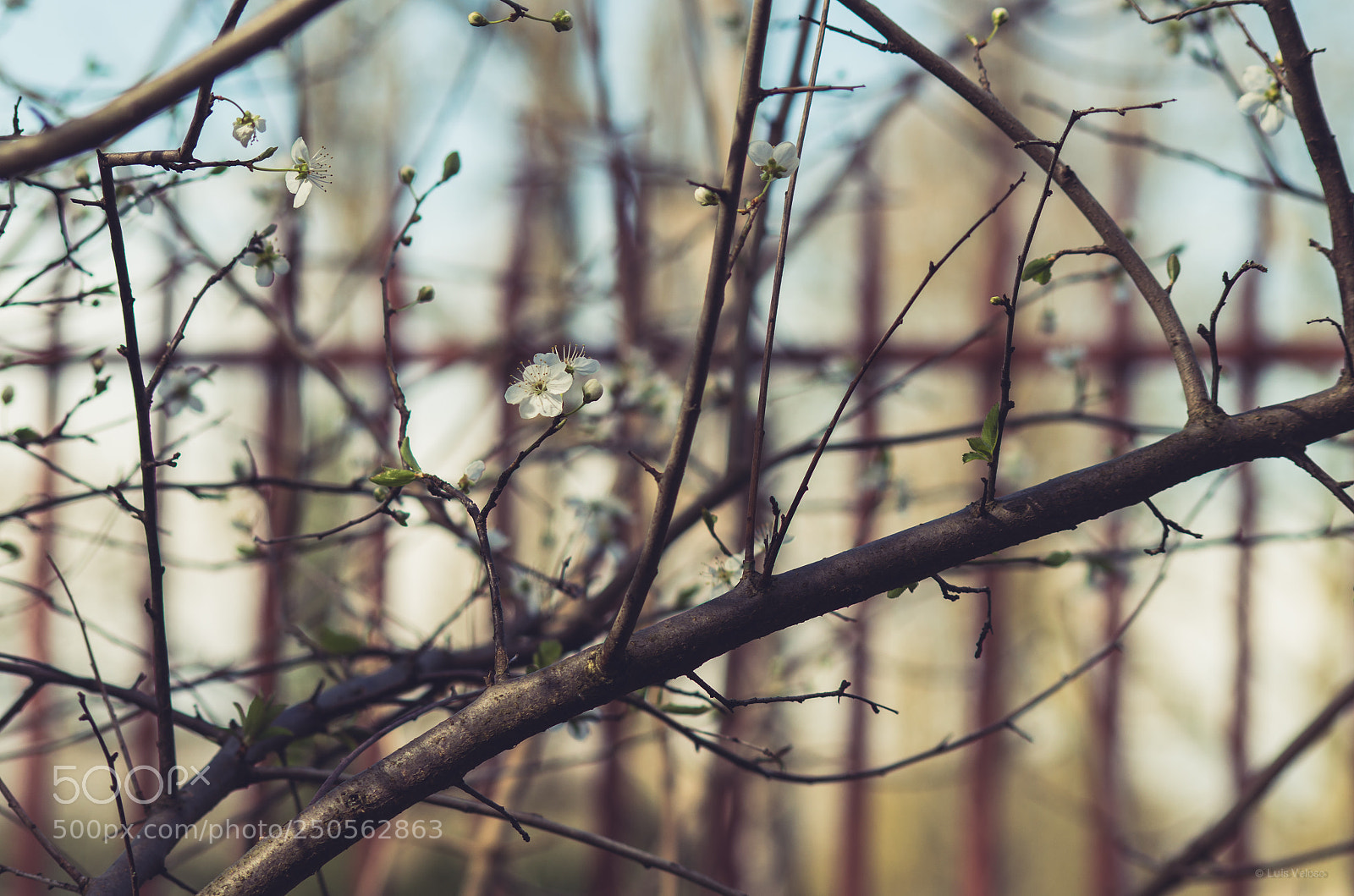 Pentax K-30 sample photo. Spring is commig photography