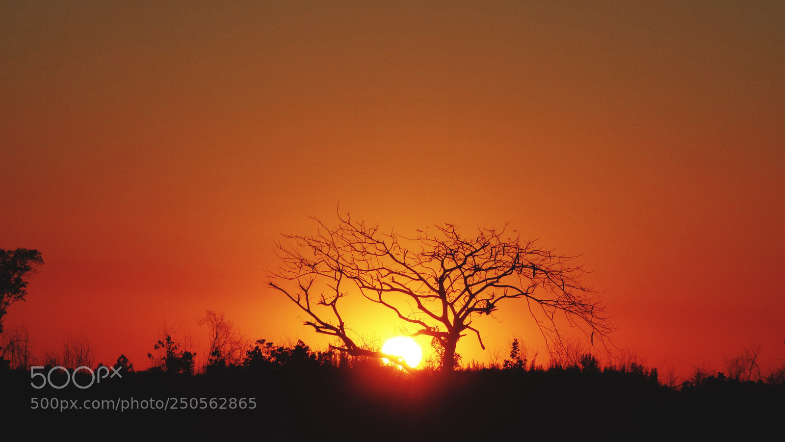 Sony Cyber-shot DSC-RX100 II sample photo. Sunset on the orange photography