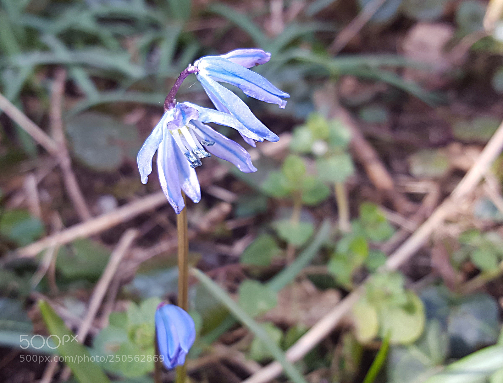 Samsung Galaxy S6 sample photo. Scila 2018.03.24 photography