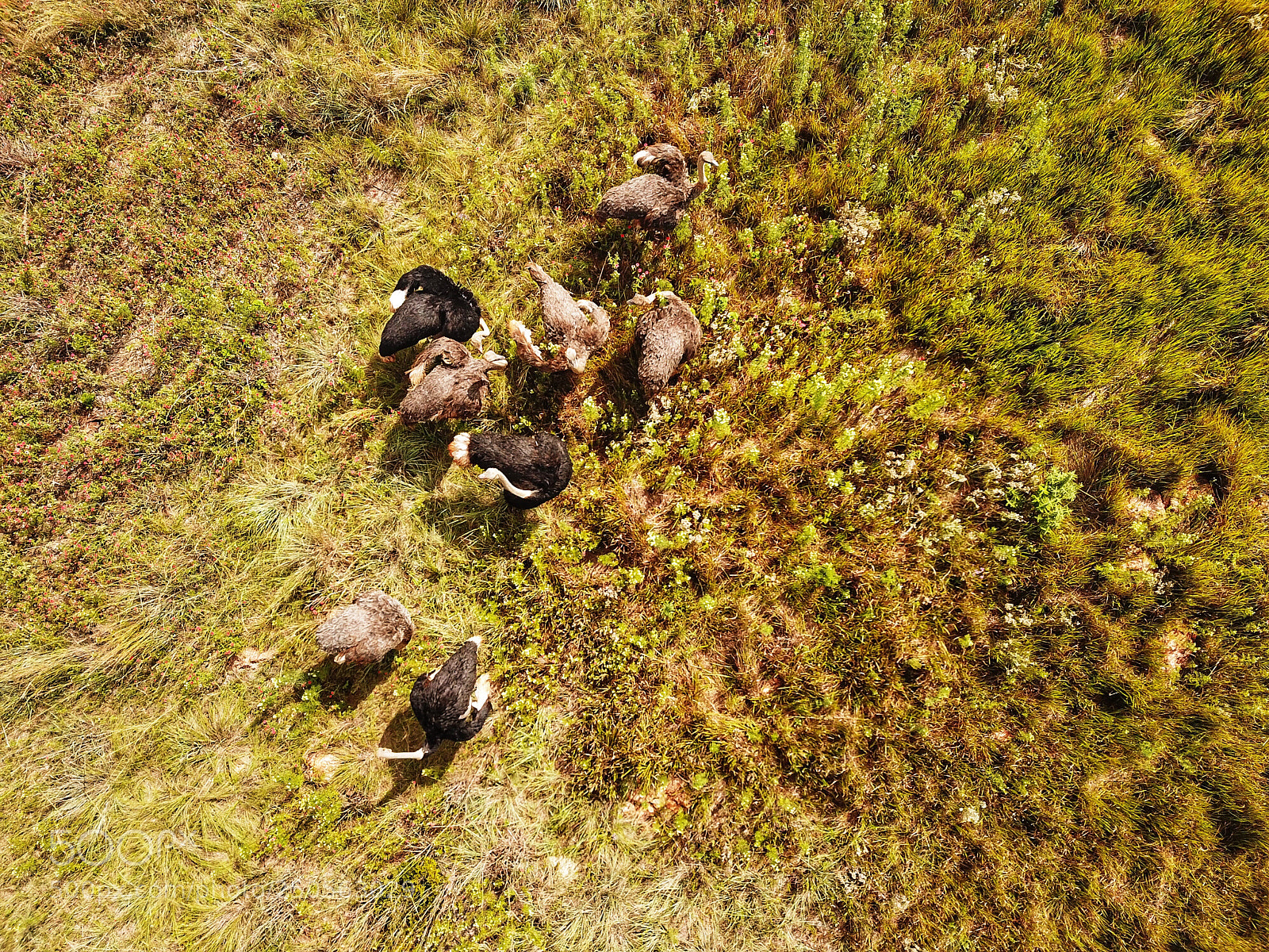 DJI FC220 sample photo. Untitled photography