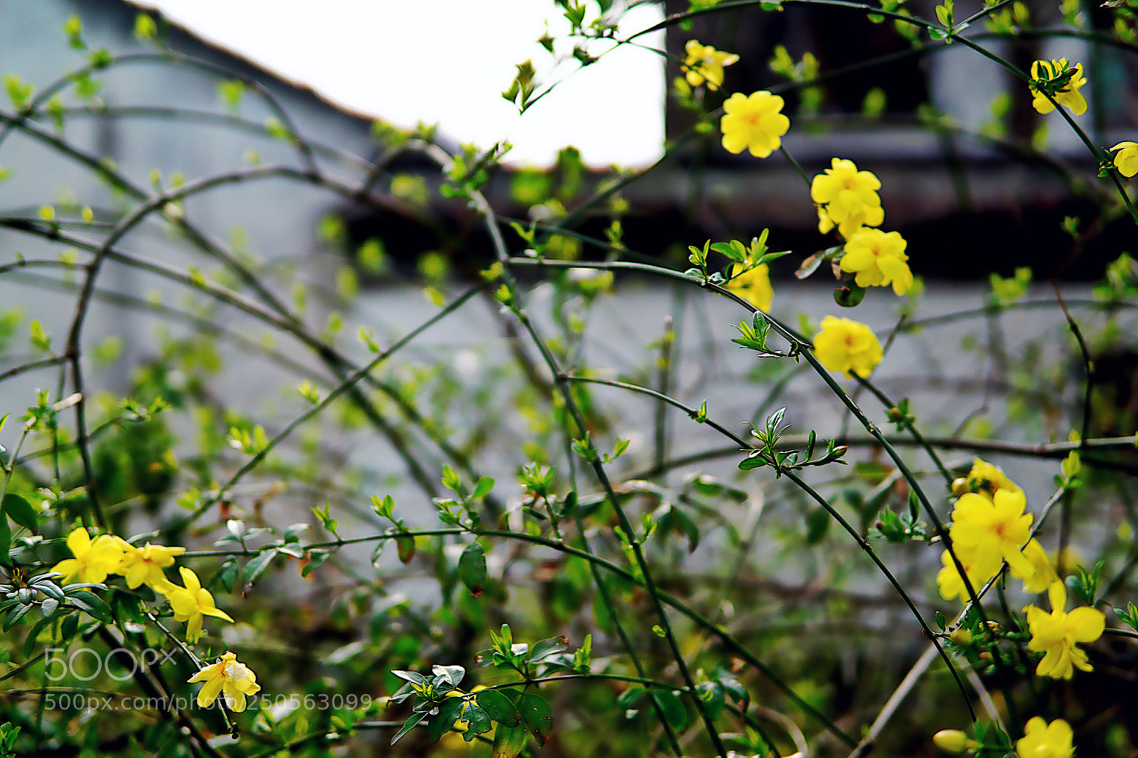 Sony a6000 sample photo. 花掩映墙 photography
