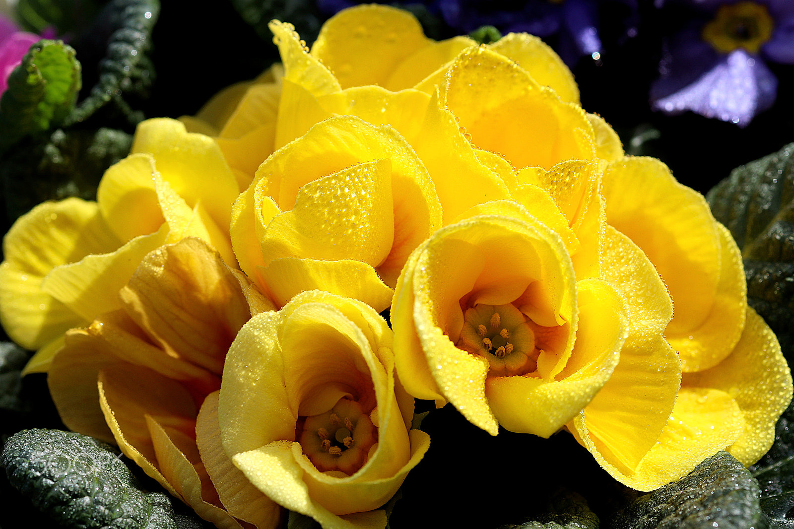 Canon EF 100mm F2.8 Macro USM sample photo. Primula photography