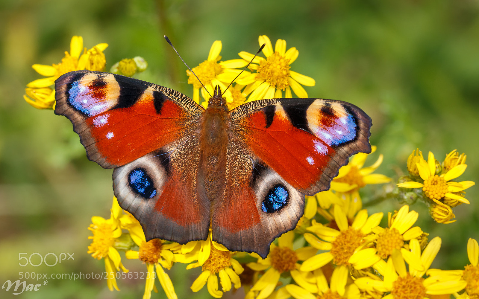 Canon EOS 70D sample photo. European peacock-dagpauwoog photography
