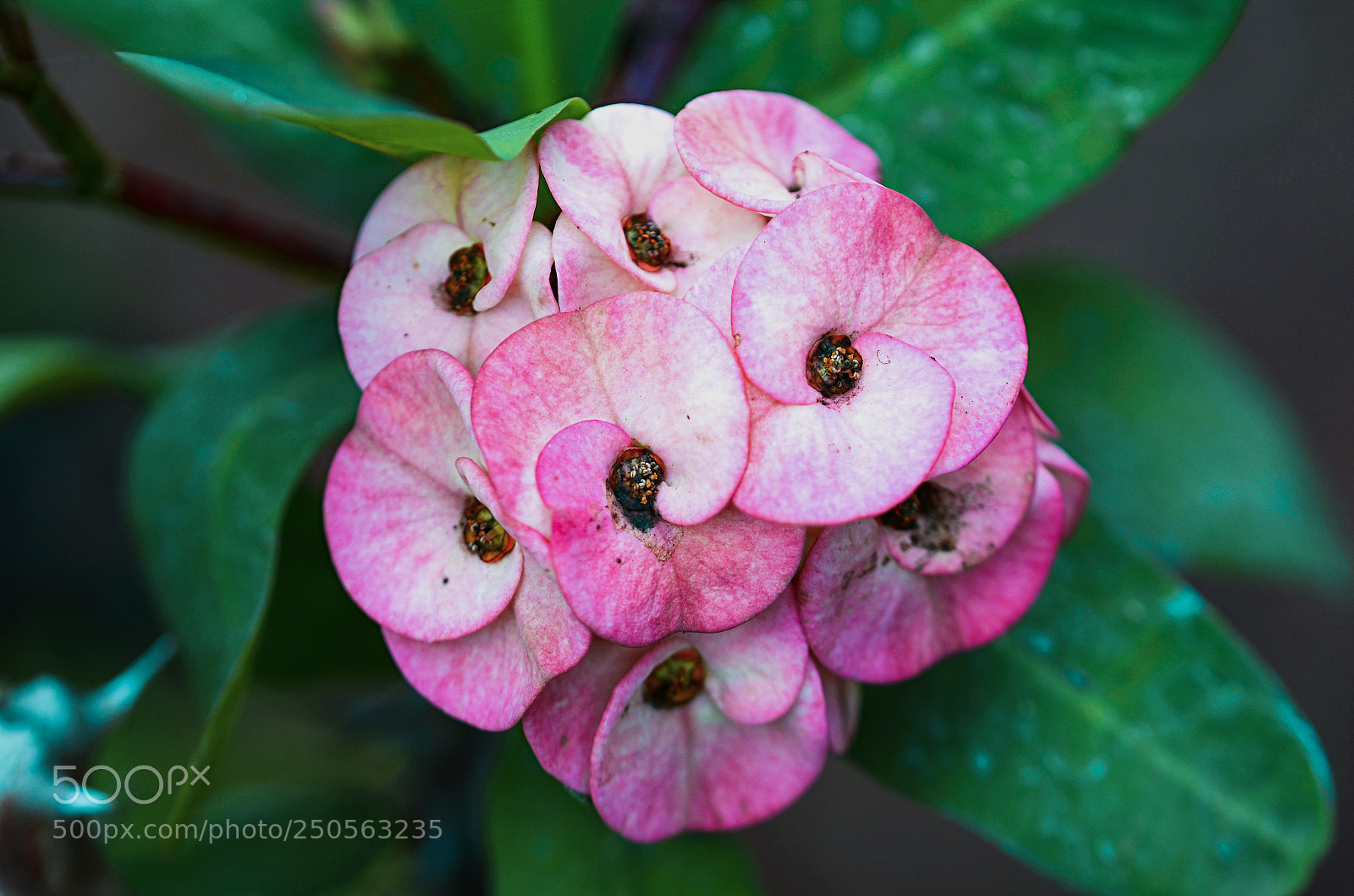 Nikon D5100 sample photo. Close captured flower photography