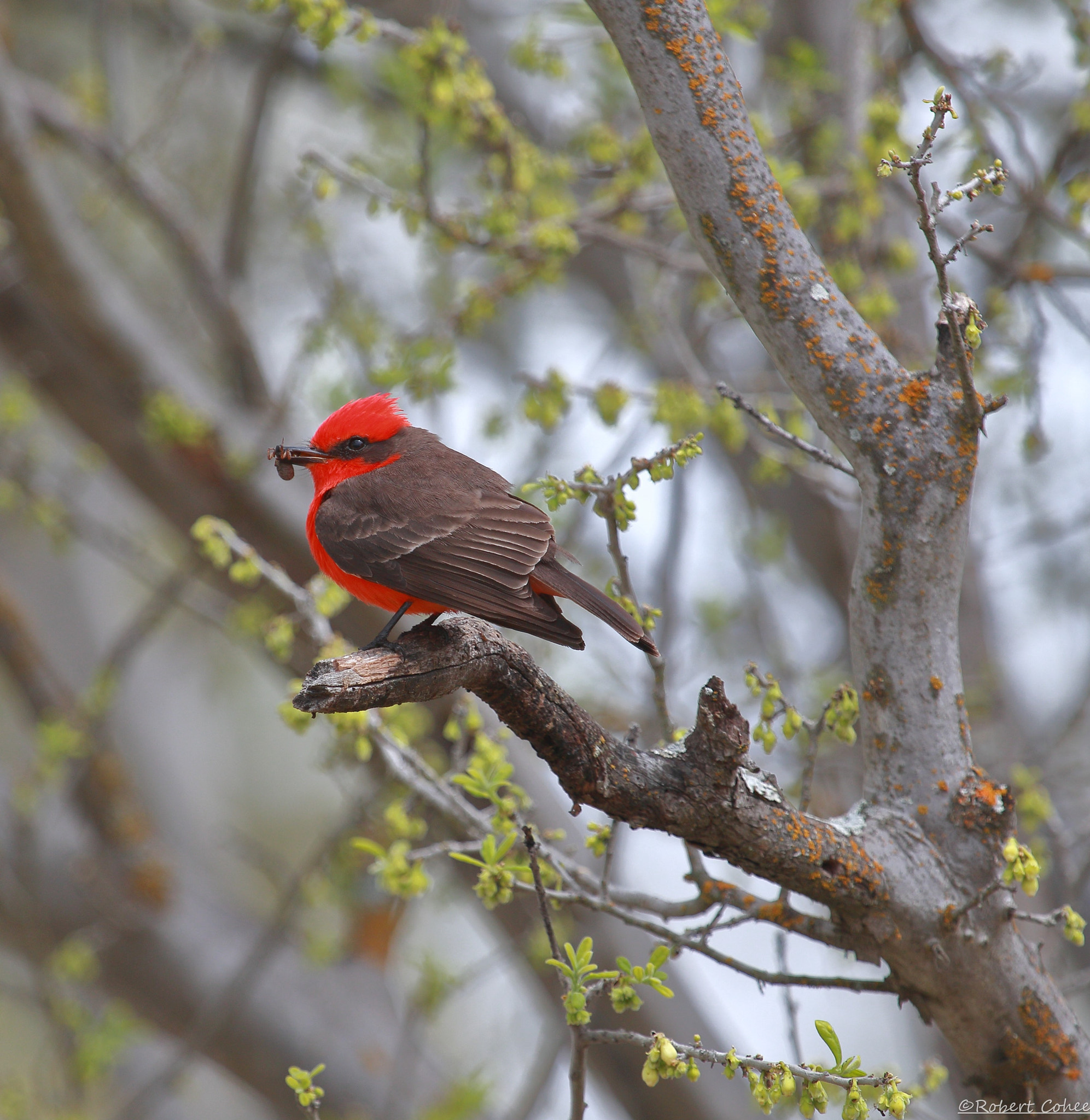 Canon EOS 7D Mark II + Canon EF 100-400mm F4.5-5.6L IS USM sample photo. Ita photography