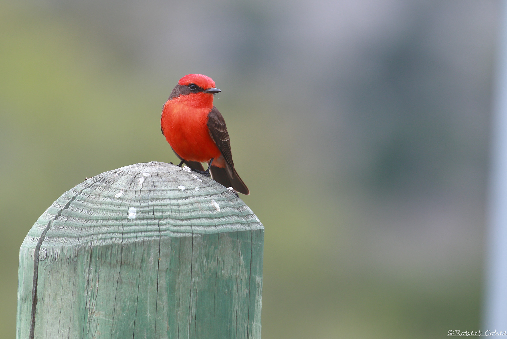 Canon EOS 7D Mark II sample photo. Ita photography