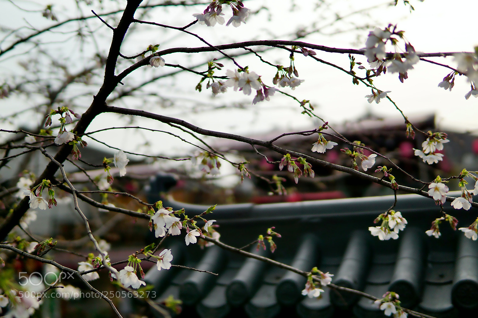 Sony a6000 sample photo. 花印影驳 photography