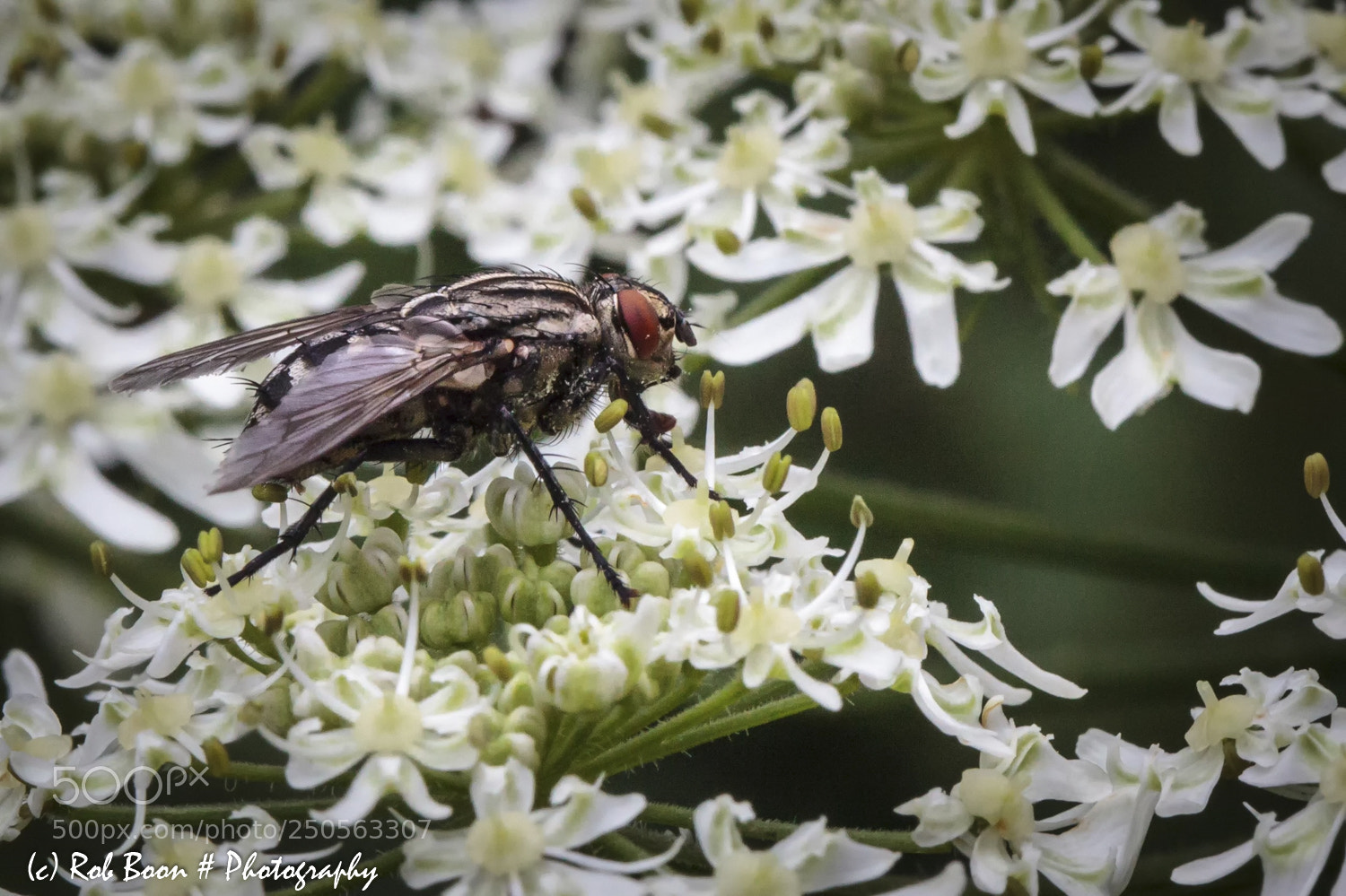 Canon EOS 5D Mark II sample photo. Fly 2 photography