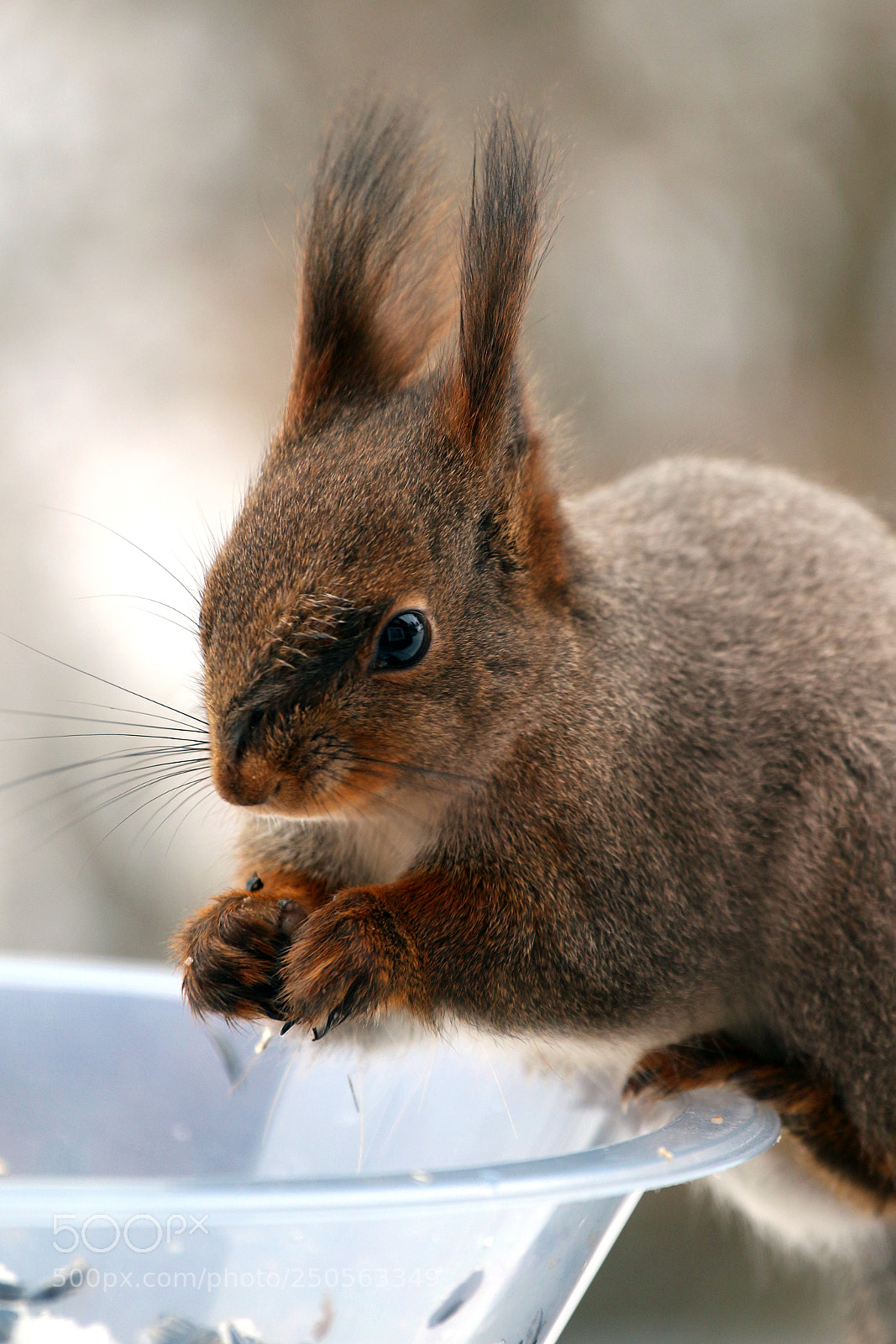 Canon EOS 70D sample photo. Squirrel photography