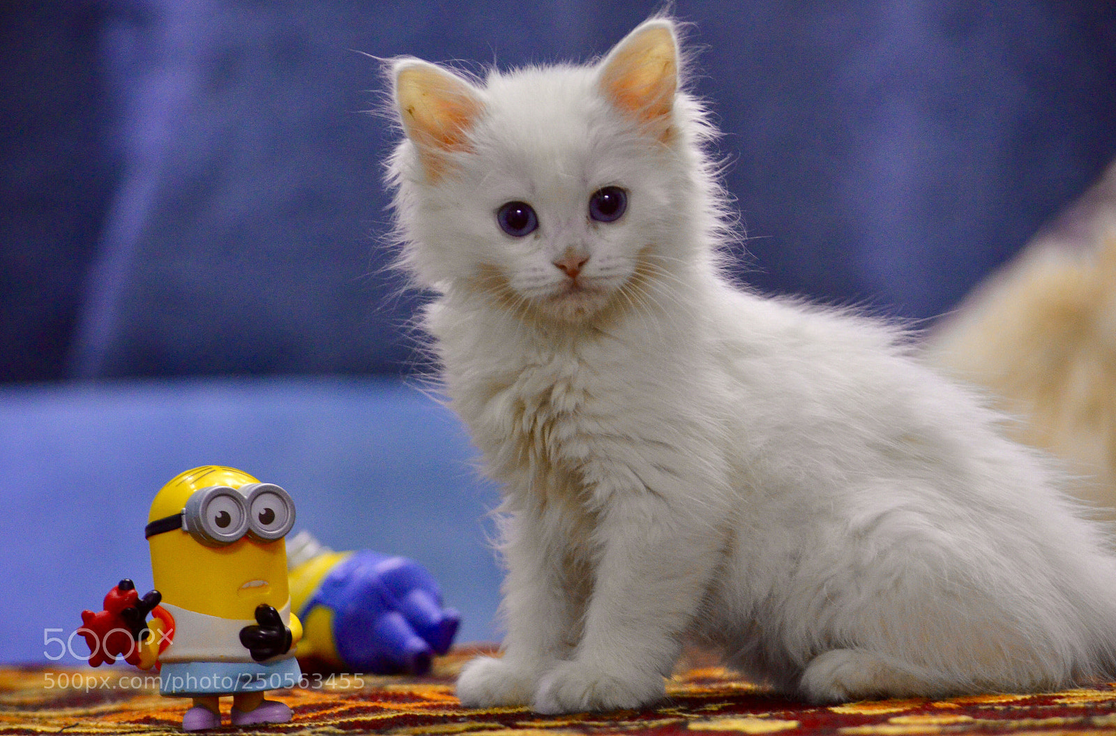 Nikon D7000 sample photo. Cat minion photography