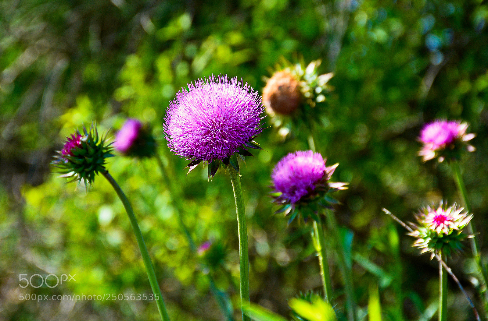 Nikon D7100 sample photo. Pink thistle study 1 photography