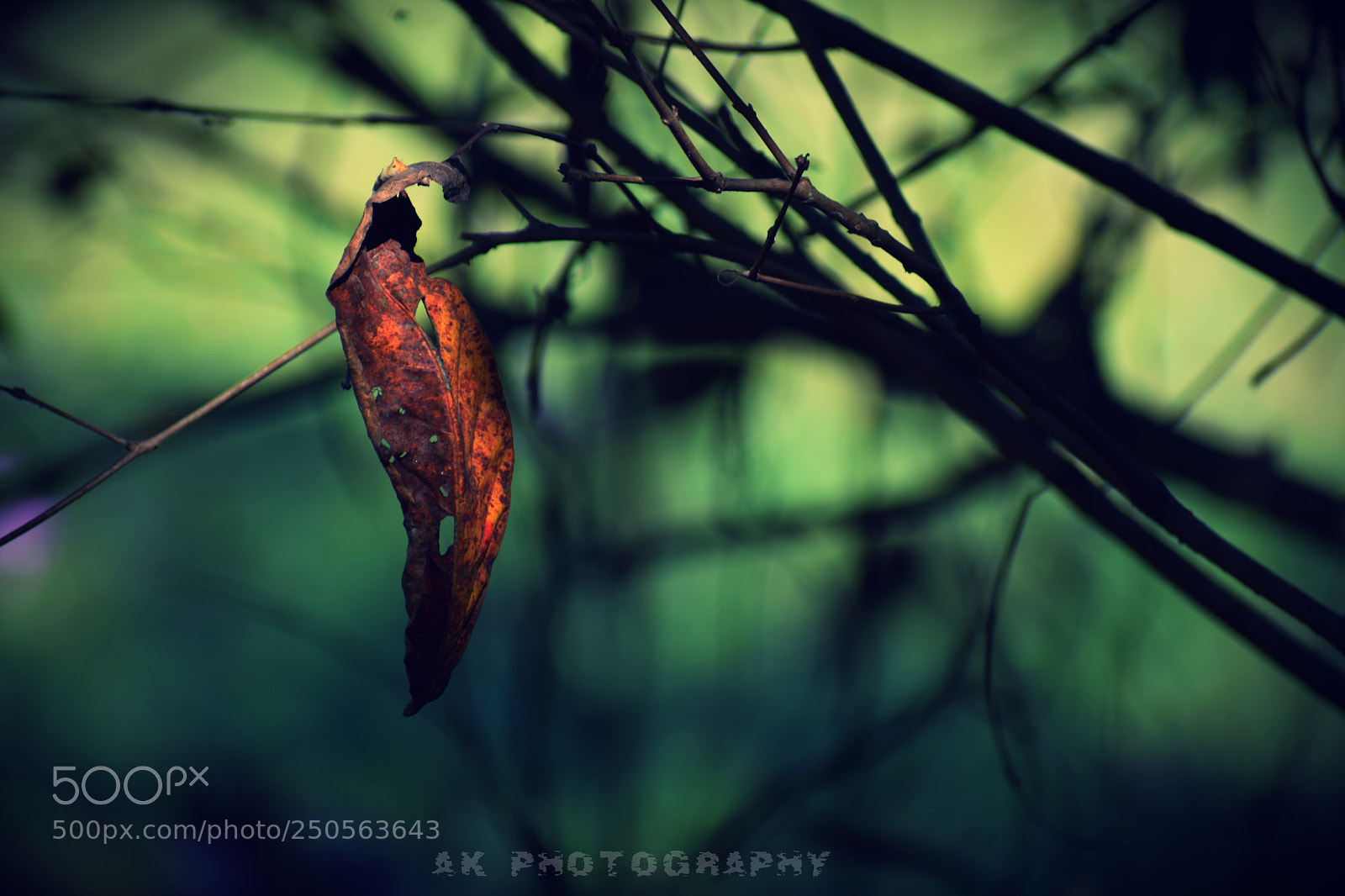 Nikon D3300 sample photo. Dry leaf photography